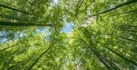 Carolina Renewable Products will invest $280 million in Orangeburg County to build a biomass-to-renewable diesel facility at the first of several planned sites. (Photo/DepositPhotos)