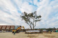 Gather MTP, a community campus in Midtown Mount Pleasant, a mixed-use apartment community, moved a live oak to the center of its campus as opposed to clearing it during construction. (Photo/Matt Ray Photography)