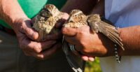 Brittney and Matt Miller hold a pair of quail raised at Manchester Farms in Columbia, a family-owned operation and the largest quail producer in the United States. (Photo/Forrest Clonts)