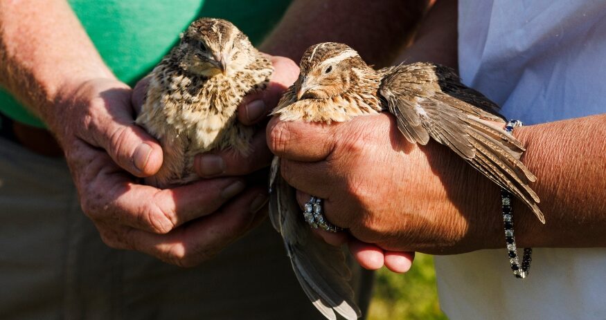 Brittney and Matt Miller hold a pair of quail raised at Manchester Farms in Columbia, a family-owned operation and the largest quail producer in the United States. (Photo/Forrest Clonts)