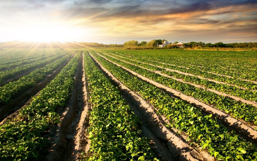 The Richland County Ag + Art Tour is returning for a 14th year, offering residents and visitors a unique opportunity to explore the intersection of agriculture and art in South Carolina’s capital county. (Photo/DepositPhotos)