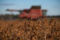 In the spring, South Carolina faced an increase in demand for local farmer’s soybean production following the closure of a large soybean processing facility. According to a news release, SC Ports, the South Carolina Department of Agriculture and other private stakeholders, partnered to fill the export gap. (Photo/Sean Rayford)
