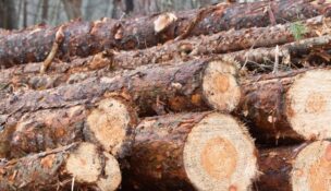 Collum’s Lumber Products in Allendale has been named South Carolina’s 2026 Agribusiness of the Year for its leadership in forestry and manufacturing. (Photo/DepositPhotos)